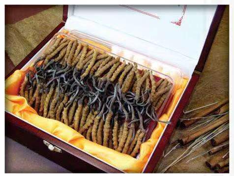 噶尔冬虫夏草回收